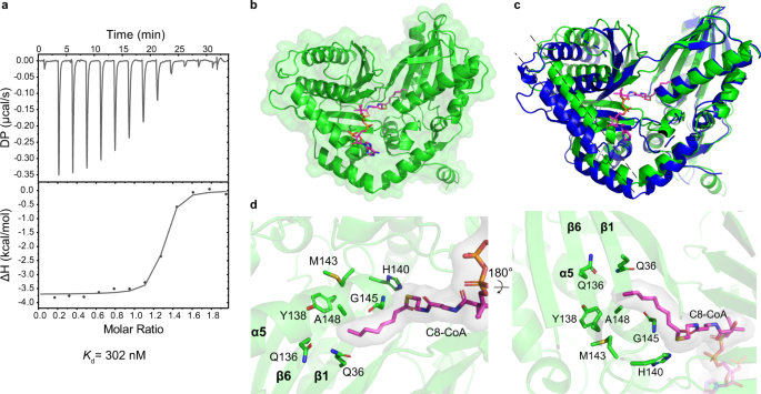 Fig. 6: The co-complex structure of RzmA-Cs R148A with C8-CoA.