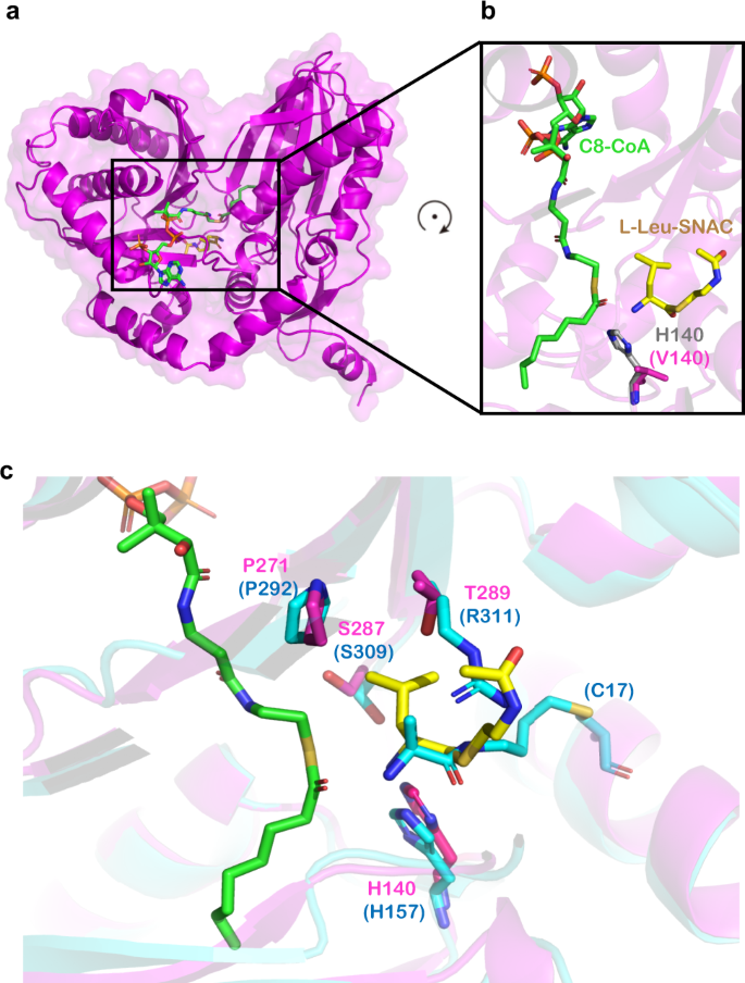 Fig. 8: Interactions between RzmA-Cs and both substrates.