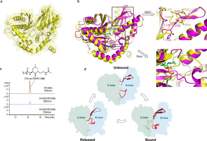 Fig. 9: Potential conformational changes within the reaction cycle of lipoinitiation.