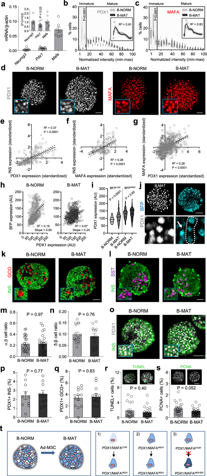 Pdx1 Low Mafa Low B Cells Contribute To Islet Function And Insulin Release Nature Communications