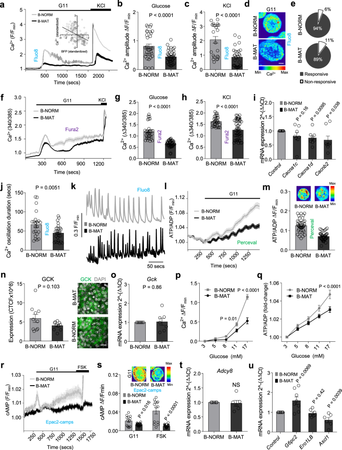 Pdx1 Low Mafa Low B Cells Contribute To Islet Function And Insulin Release Nature Communications