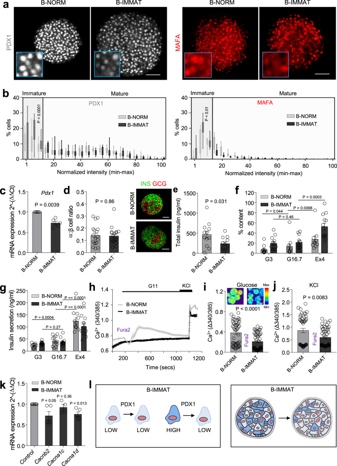 Pdx1 Low Mafa Low B Cells Contribute To Islet Function And Insulin Release Nature Communications