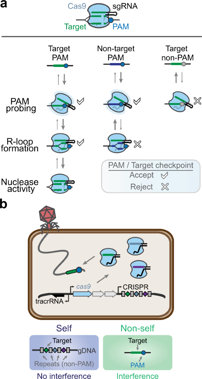 Crispr Technologies And The Search For The Pam Free Nuclease Nature Communications Crispr Technologies And The Search For The Pam Free Nuclease Nature Communications