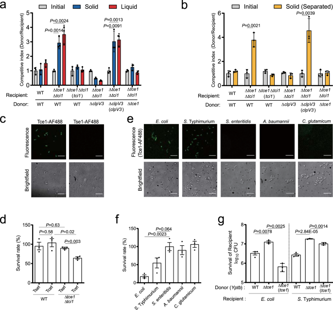 Contact Independent Killing Mediated By A T6ss Effector With Intrinsic Cell Entry Properties Nature Communications