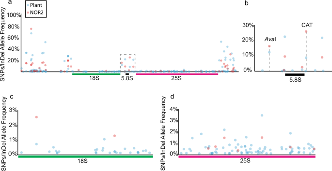 Fig. 3: rDNA variants are differentially distributed between NOR2 and NOR4.