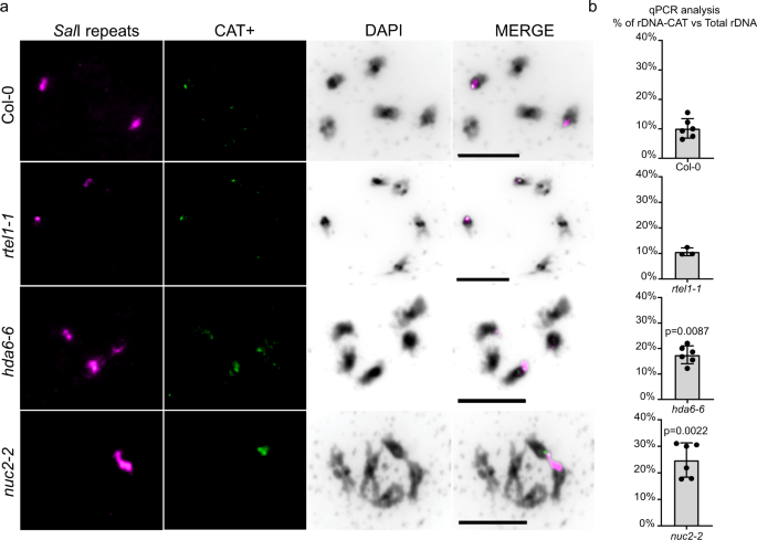 Fig. 4: Visualizing the rDNA-CAT cluster on NOR2.