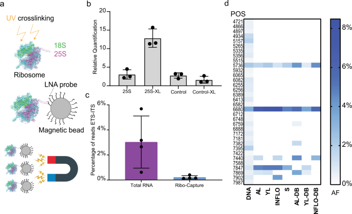 Fig. 5: rRNA variants are differentially expressed between tissues.