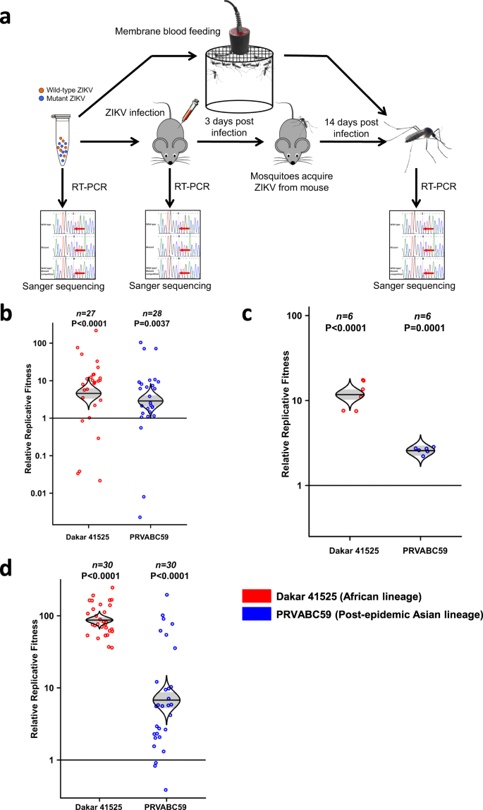 Fig. 1: African lineage ZIKV and post-epidemic Asian lineage ZIKV had a fitness advantage versus pre-epidemic Asian lineage ZIKVs in both A129 mice and mosquitoes.