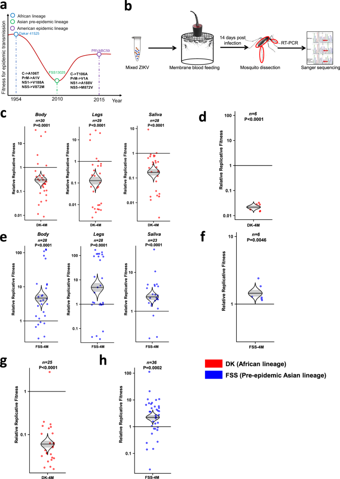 Fig. 2: Four amino acids determine much of the fitness difference between different ZIKV strains in both mosquitoes and A129 mice.