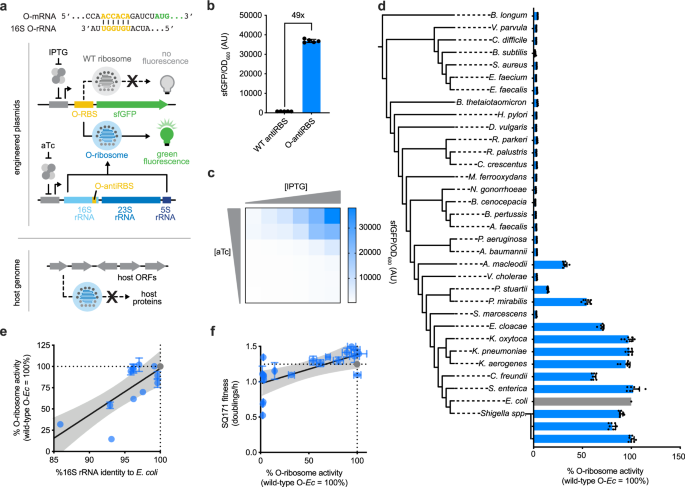 Orthogonal Translation Enables Heterologous Ribosome Engineering In E Coli Nature Communications