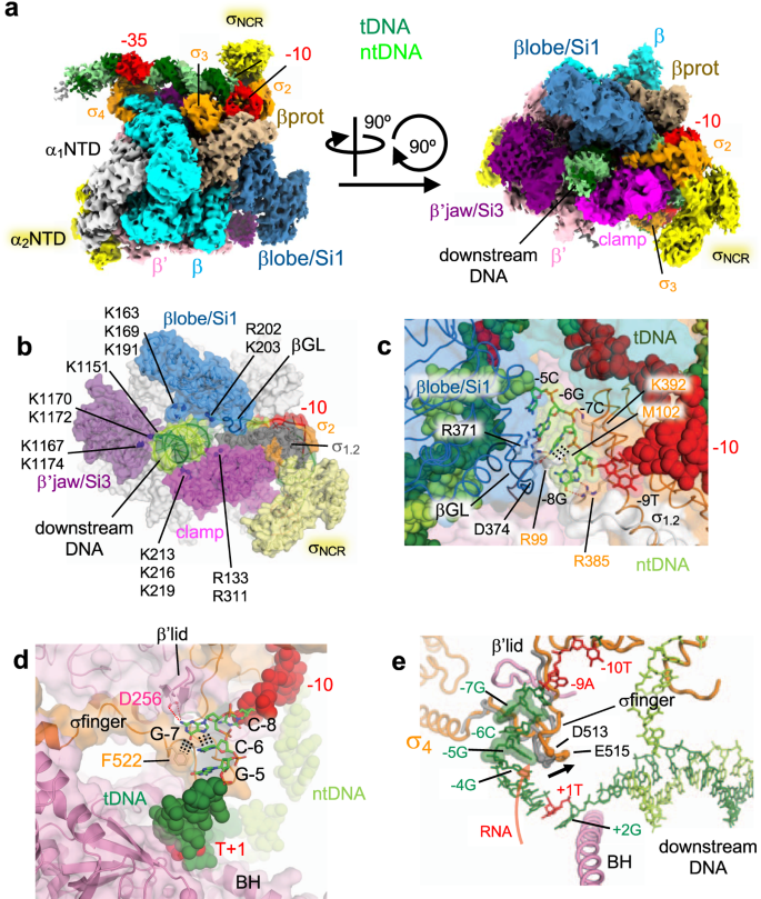 Fig. 2: Cryo-EM structure of the RNAP-rrnBP1 open complex (RPo).