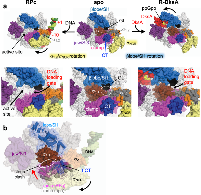 Fig. 5: Opening the DNA loading gate by moving the σ1.2/σNCR or βlobe/Si1 domain.