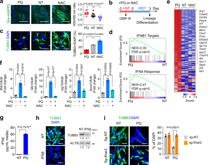 Fig. 1: Cellular stress response under high redox potential activates IFN-I responses.
