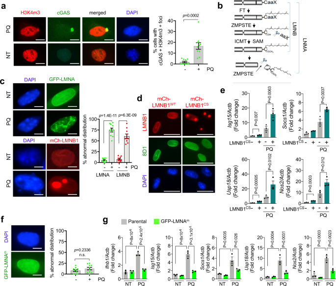 Fig. 4: Defective nuclear lamin processing causes nuclear leakage under oxidative stress.