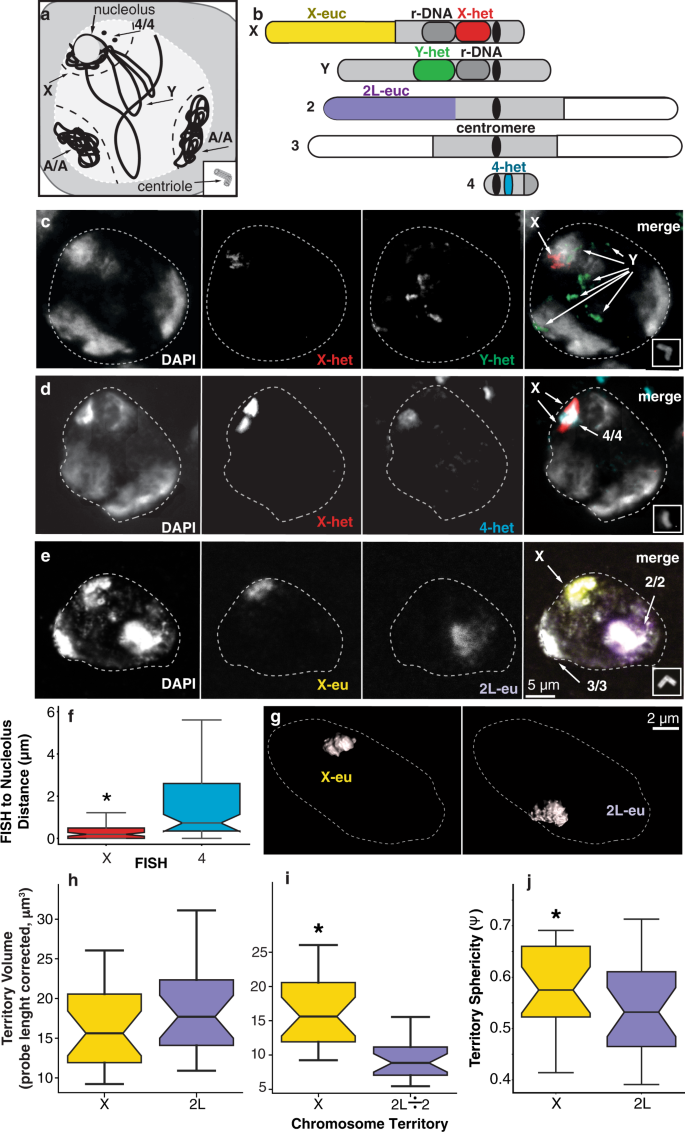 Dynamic Sex Chromosome Expression In Drosophila Male Germ Cells Nature Communications