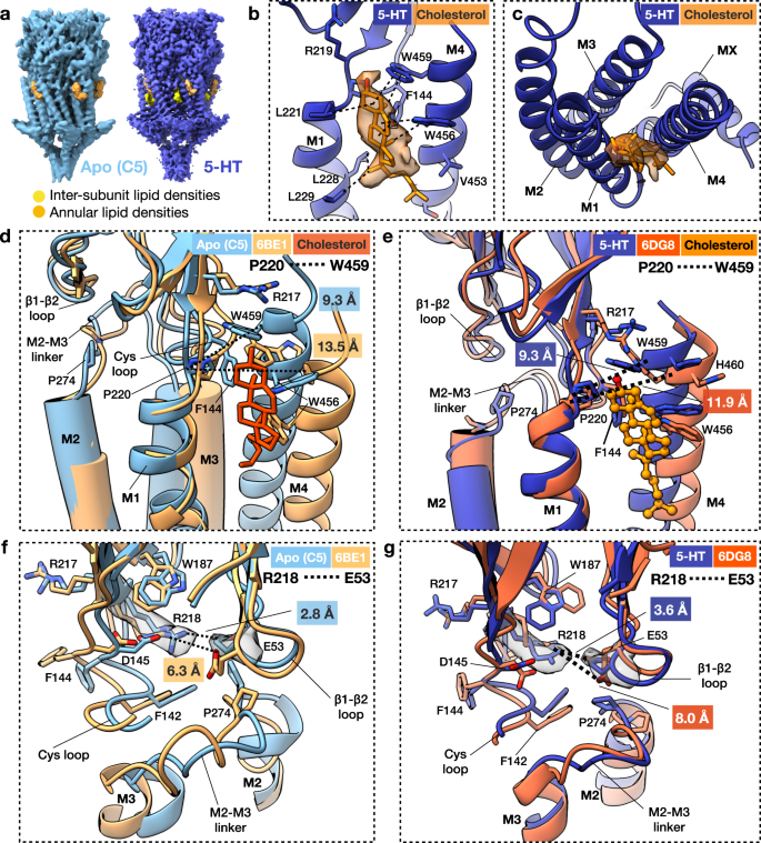 Asymmetric Opening Of The Homopentameric 5 Ht 3a Serotonin Receptor In Lipid Bilayers Nature Communications