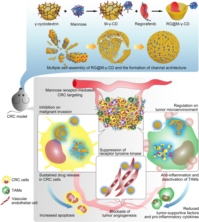 Adelaide affald Radioaktiv Cyclodextrin-based host-guest complexes loaded with regorafenib for  colorectal cancer treatment | Nature Communications