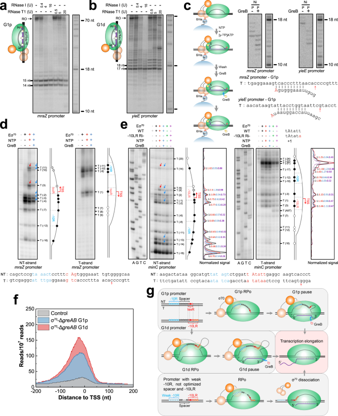 Nascent Rna Sequencing Identifies A Widespread Sigma70 Dependent Pausing Regulated By Gre Factors In Bacteria Nature Communications