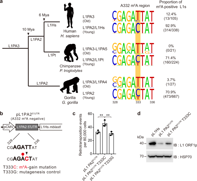 L1 Retrotransposons Exploit Rna M 6 A Modification As An Evolutionary Driving Force Nature Communications