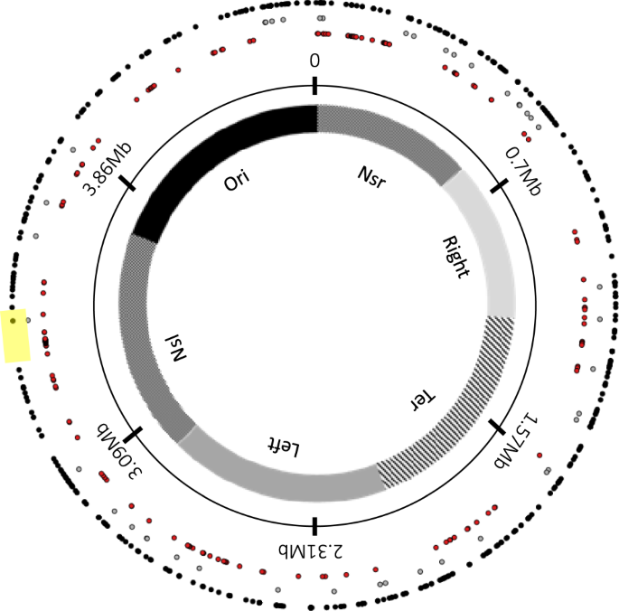 Fig. 1: Distribution of all insertion sites of IS elements in the genome sequences of the ancestor and 264 evolved clones.