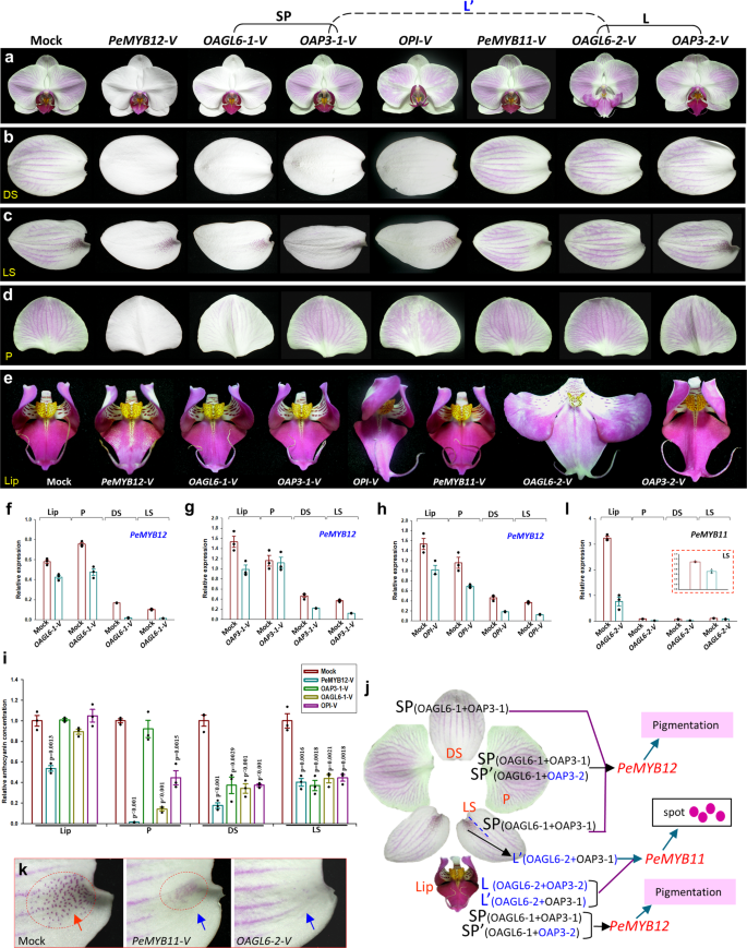 Multifunctional Evolution Of B And Agl6 Mads Box Genes In Orchids Nature Communications