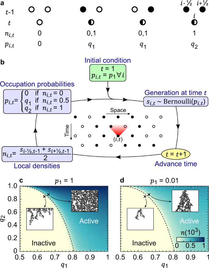 bur jeans avis Bistability and time crystals in long-ranged directed percolation | Nature  Communications