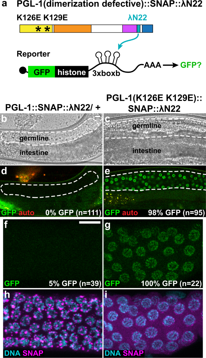 C Elegans Germ Granules Require Both Assembly And Localized Regulators For Mrna Repression Nature Communications C Elegans Germ Granules Require Both Assembly And Localized Regulators For Mrna Repression Nature Communications