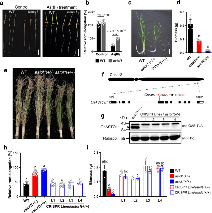 A Molecular Switch In Sulfur Metabolism To Reduce Arsenic And Enrich Selenium In Rice Grain Nature Communications