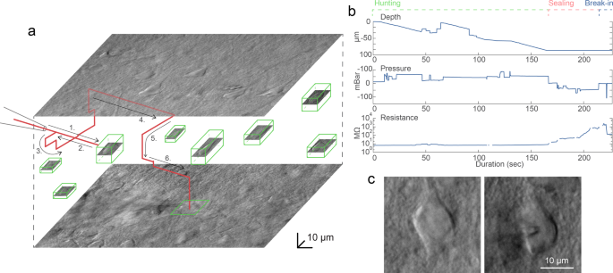 Fig. 4: A representative example of a visual patch clamping procedure.