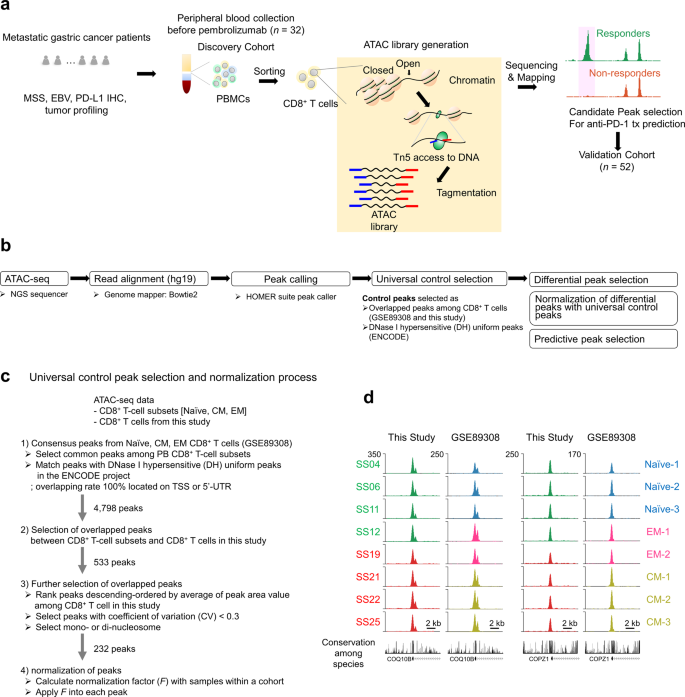 Chromatin Accessibility Of Circulating Cd8 T Cells Predicts Treatment Response To Pd 1 Blockade In Patients With Gastric Cancer Nature Communications