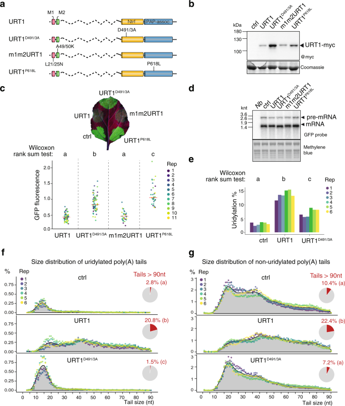 Fig. 3: Ectopic expression of URT1 remodels poly(A) tail profiles.