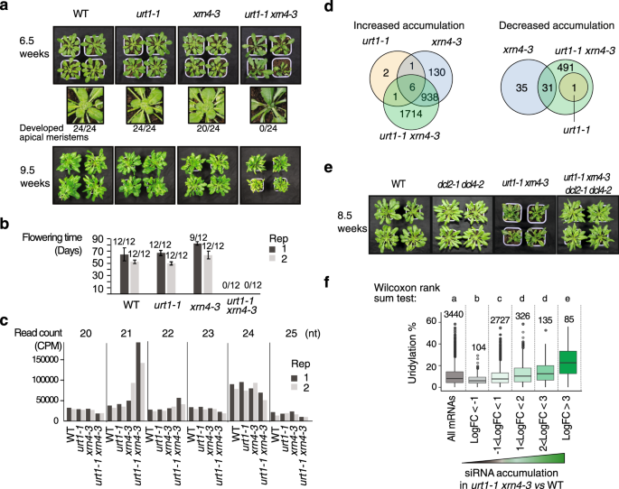 Fig. 6: URT1-mediated uridylation prevents the production of spurious siRNAs targeting mRNAs.