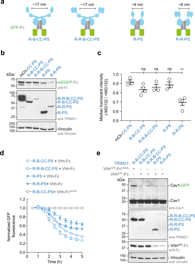 Ring Domains Act As Both Substrate And Enzyme In A Catalytic Arrangement To Drive Self Anchored Ubiquitination Nature Communications