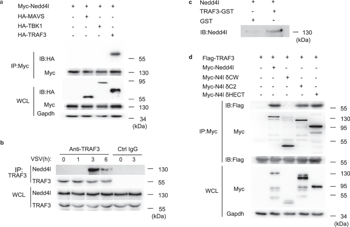 Fig. 4: Nedd4l interacts with TRAF3.