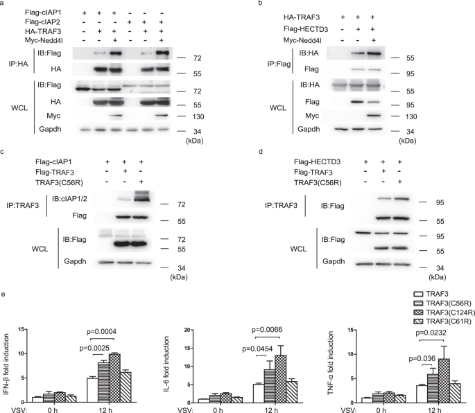 Fig. 7: Nedd4l promotes TRAF3 to associate with cIAP1/2 and HECTD3.