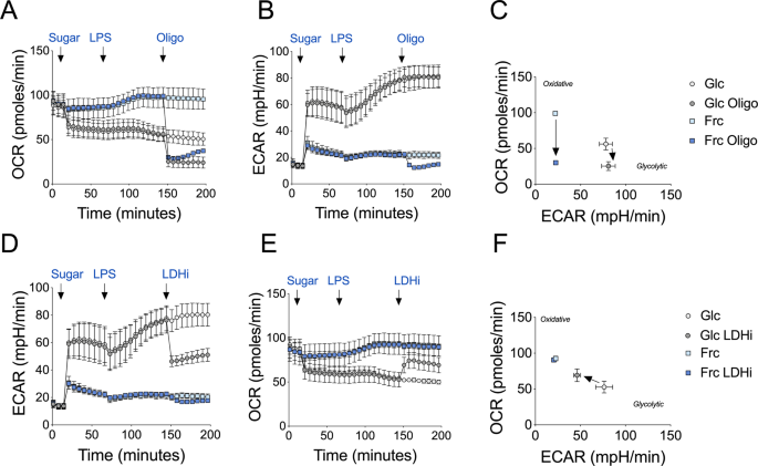 Fig. 2: Fructose treatment enhances oxidative metabolism.