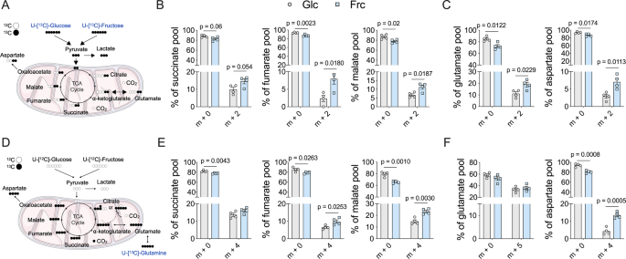 Fig. 5: Fructose treatment induces elevated metabolic cycling.