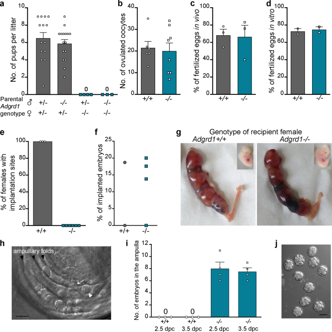 Control of oviductal fluid flow by the G-protein coupled receptor Adgrd1 is  essential for murine embryo transit | Nature Communications