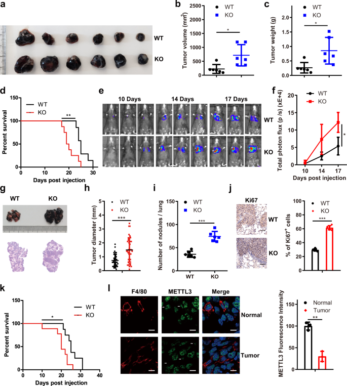 Rna M6a Methylation Orchestrates Cancer Growth And Metastasis Via Macrophage Reprogramming Nature Communications