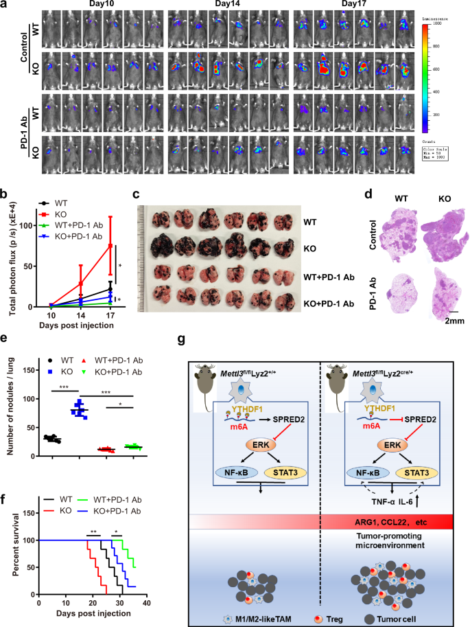 Rna M6a Methylation Orchestrates Cancer Growth And Metastasis Via Macrophage Reprogramming Nature Communications