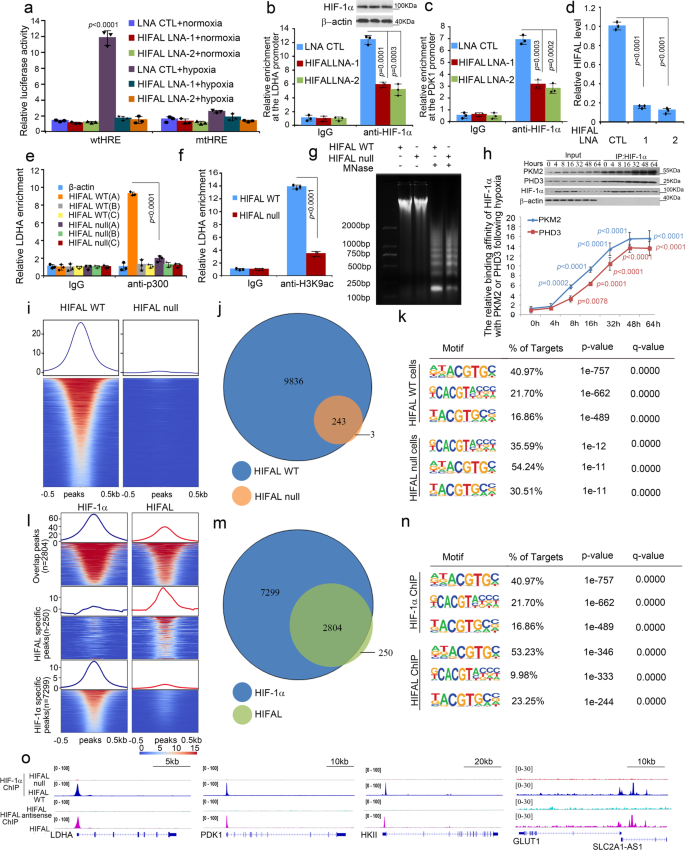 Fig. 6: HIFAL is essential for the HIF-1α transcription activities.
