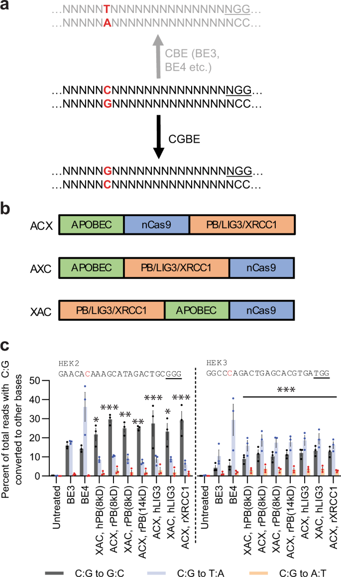 Programmable C G To G C Genome Editing With Crispr Cas9 Directed Base Excision Repair Proteins Nature Communications