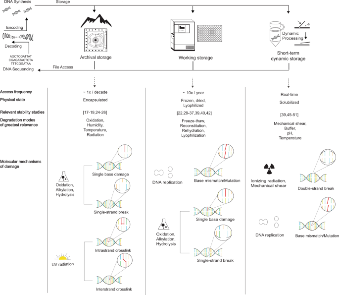 Fig. 1: Categories of DNA storage with distinct longevities,&nbsp;functional characteristics, and degradation modes.