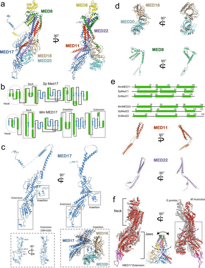 Structure of mammalian Mediator complex reveals Tail module architecture  and interaction with a conserved core | Nature Communications