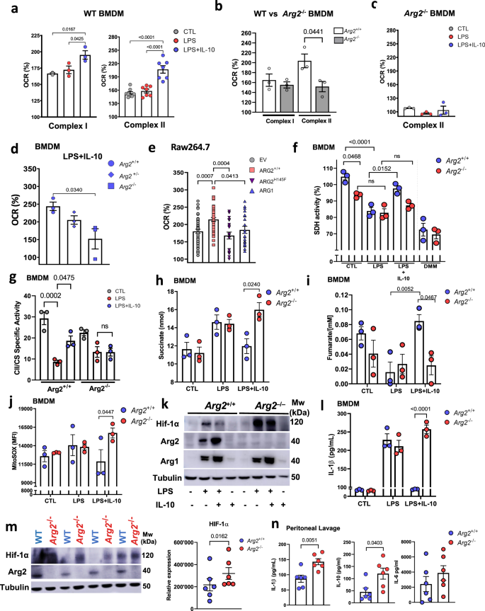 Mitochondrial Arginase 2 Is Essential For Il 10 Metabolic Reprogramming Of Inflammatory Macrophages Nature Communications