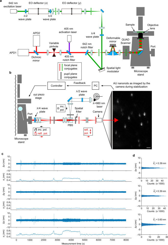 MINFLUX nanometer-scale 3D imaging and microsecond-range tracking on a  common fluorescence microscope | Nature Communications