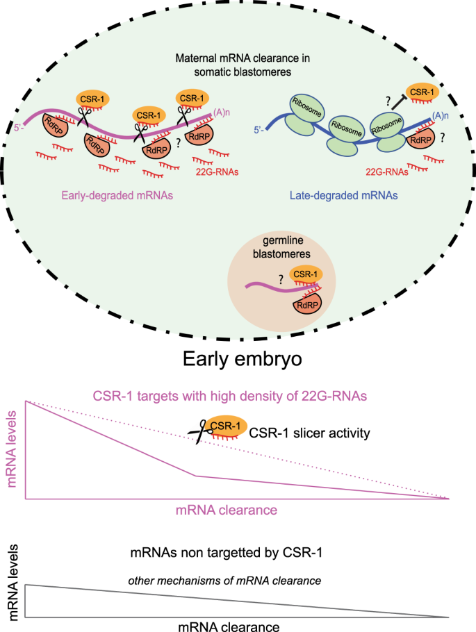 Germline inherited small RNAs facilitate the clearance of untranslated  maternal mRNAs in C. elegans embryos | Nature Communications