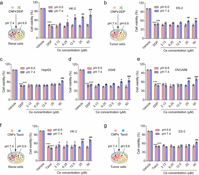 Catalytic Activity Tunable Ceria Nanoparticles Prevent Chemotherapy Induced Acute Kidney Injury Without Interference With Chemotherapeutics Nature Communications