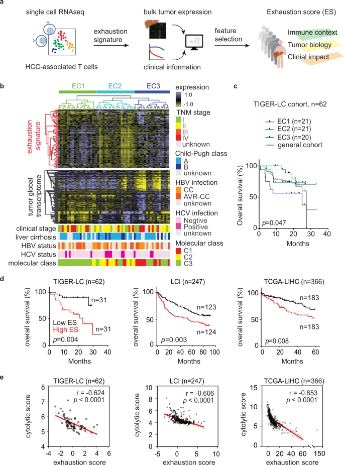 Tumor methionine metabolism drives T-cell exhaustion in hepatocellular carcinoma