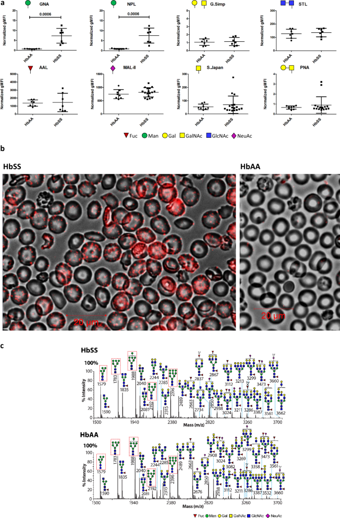 Red Blood Cell Mannoses As Phagocytic Ligands Mediating Both Sickle Cell Anaemia And Malaria Resistance Nature Communications